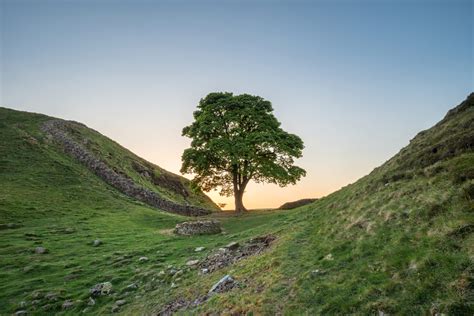 12 Fastest Growing Shade Trees For Small Yards - Tree Journey