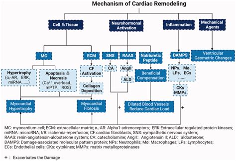 Mechanism of cardiac remodeling. | Download Scientific Diagram