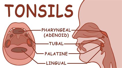 THE TONSILS - ANATOMY AND PHYSIOLOGY - YouTube