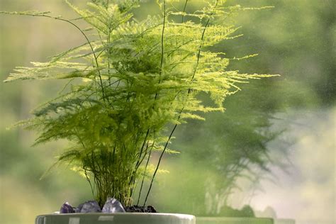 How to Grow and Care for Asparagus Fern