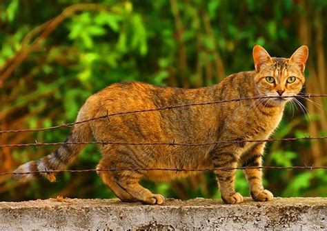 Ciri-Ciri Kucing Hamil dan Akan Melahirkan, Tingkah Lakunya Berubah ...