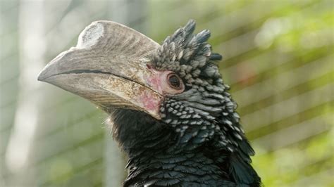 Silvery-cheeked hornbill