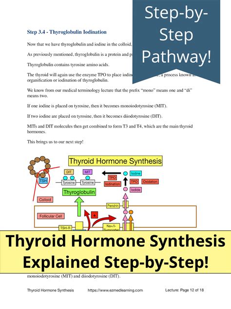 Thyroid Hormone Synthesis Pathway PDF: Step-by-Step Flow Chart and Diagrams — EZmed