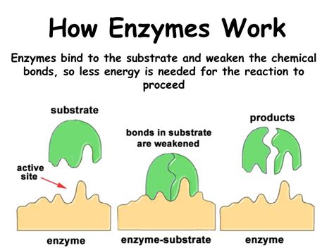 PPT - Enzymes are Proteins! PowerPoint Presentation, free download - ID:3819186