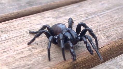 SPIDER CRAWLING - YouTube