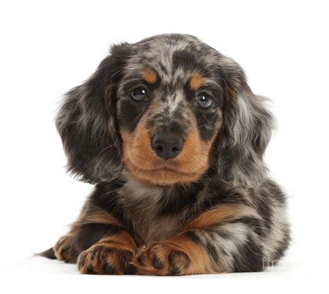 Dapple Dachshund Puppies | tunersread.com