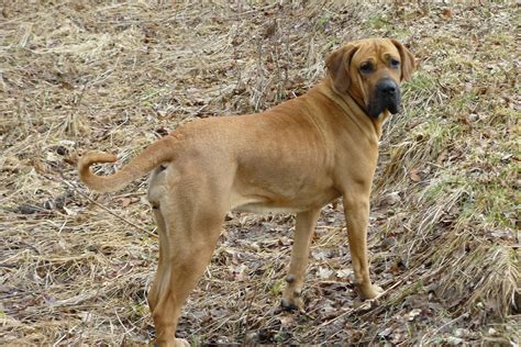 Fila Brasileiro (Brazilian Mastiff) Info, Temperament, Puppies, Pictures