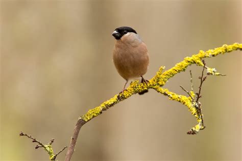 Premium Photo | Female of eurasian bullfinch