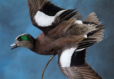 Puddle Ducks | Waterfowl Artistry