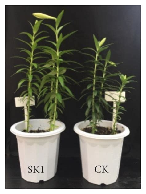 Plant growth promotion in Lilium varieties upon P. polymyxa SK1... | Download Scientific Diagram