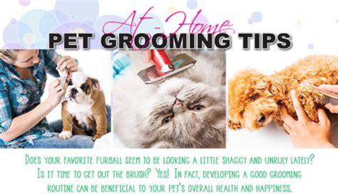 Pet Grooming Tips