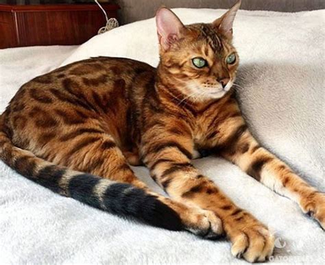 Gato Bengalí, un dulce Felino Doméstico - Gatopedia.es