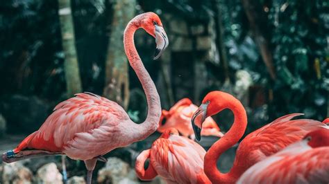 Where To See Flamingos In Florida - Complete Guide - Traveller's Elixir