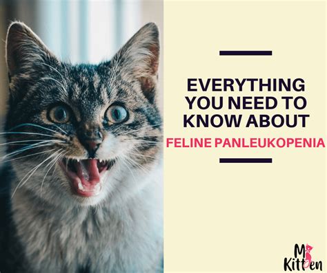 Everything You Need to know About Feline Panleukopenia