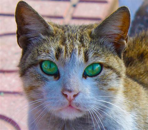 250+ Dazzling Green-Eyed Cat Names That You'll Love - Animal Hype