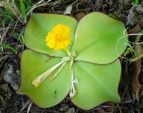 Costus spectabilis - Alchetron, The Free Social Encyclopedia