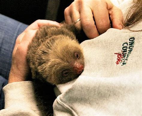 Zoo welcomes baby sloth, names infant monkey - syracuse.com