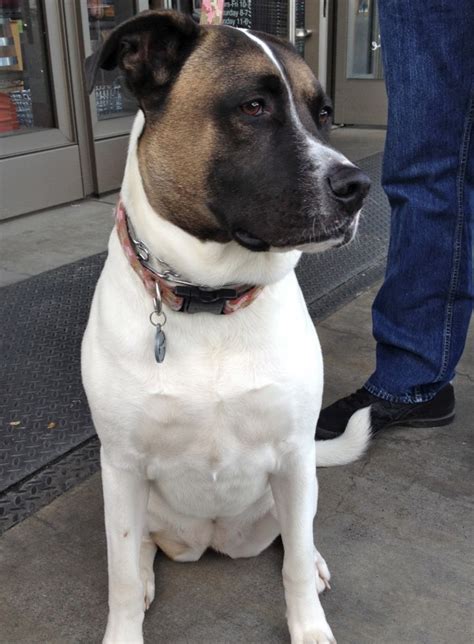 Dog of the Day: Aggie the Akita/Pit Bull Mix - The Dogs of San FranciscoThe Dogs of San Francisco