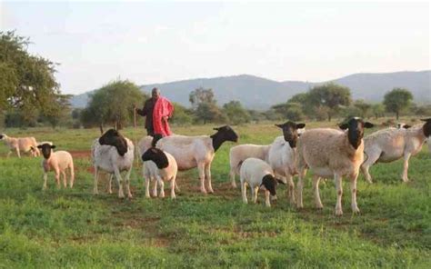 Why Dorper sheep is the darling of ranchers - The Standard