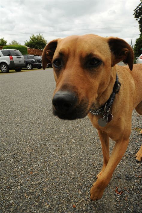 Rosie on patrol, half cuppy ears, Seattle, Washington, USA… | Flickr