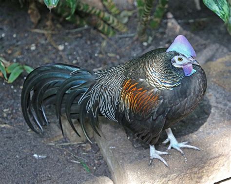 Pictures and information on Green Junglefowl