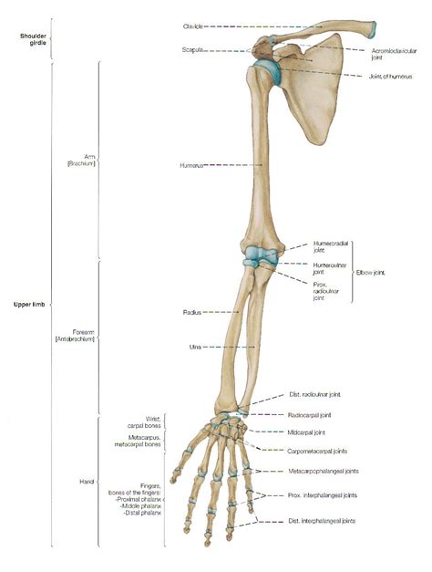 Bones In The Human Arm Diagram