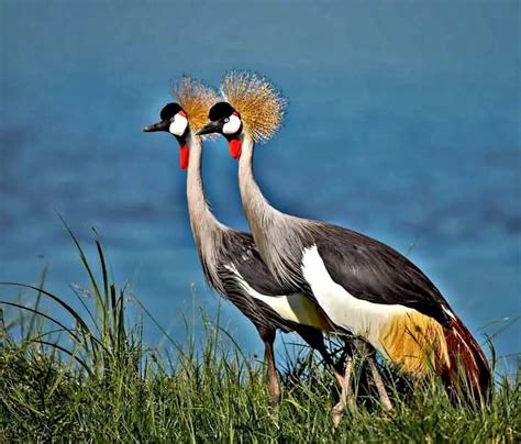 Why Amboseli National Park is famous - Into Safaris