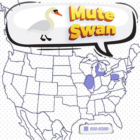 Mute Swan - Bird Watching Academy