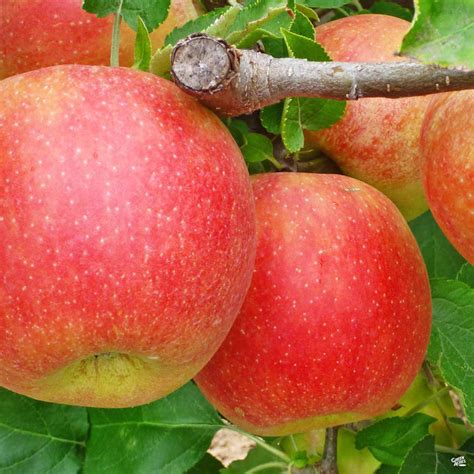 Apple 'Jonagold' — Green Acres Nursery & Supply