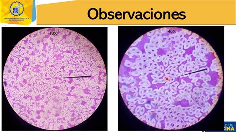 Práctica de laboratorio: Observación de células en vivo - YouTube