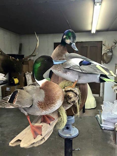 Canvasback/Wigeon. Mallard/Pintail | Bird taxidermy, Taxidermy display ...