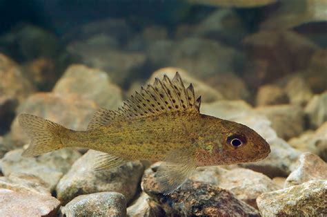 Eurasian Ruffe - An Aquatic Invasive Species Threatening The Great Lakes