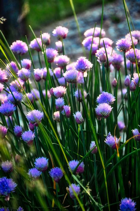 20 Herbs you can grow in shade