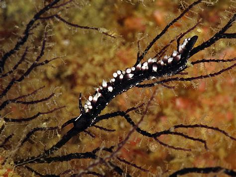 THE STING’S THE THING – Sea Slug Predators of Anemones and Hydroids | Nudibranch Domain