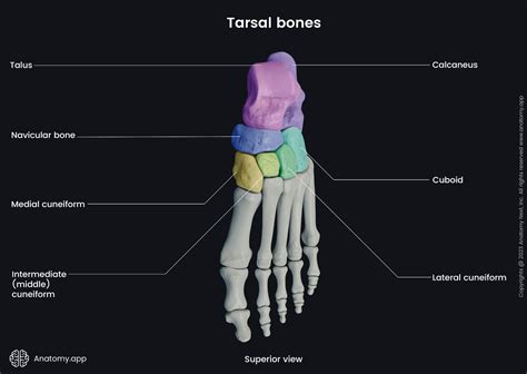 Tarsal bones | Encyclopedia | Anatomy.app | Learn anatomy | 3D models, articles, and quizzes