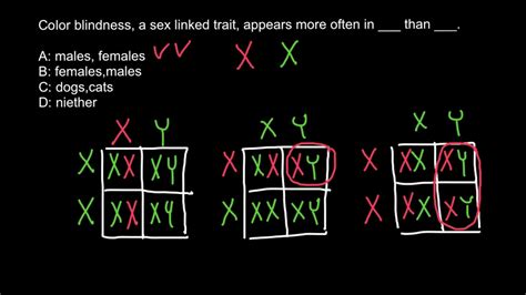 Color Blindness Pattern Of Inheritance ~ wallpaper eman