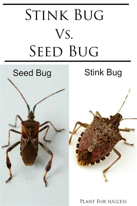 Stink Bug Vs. Seed Bug | Stink bugs, Seeds, Household pests