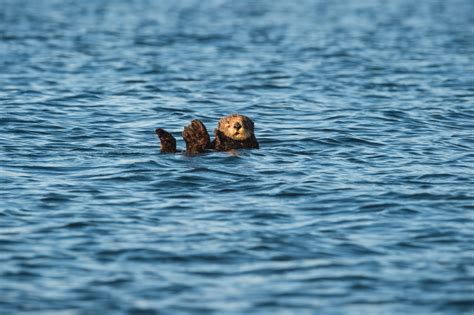 Sea Otter Conservation & Protection Week