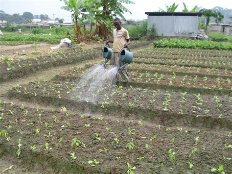 Quelques chiffres sur l’agriculture au Gabon – Terre de culture