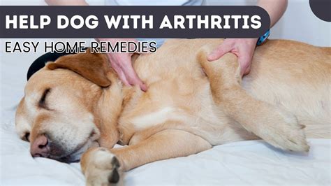 How To Help A Dog With Arthritis At Home? Simple Home Remedies - YouTube