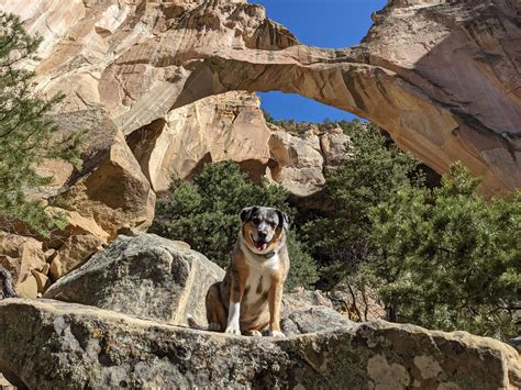 Visiting El Malpais National Monument with Dogs