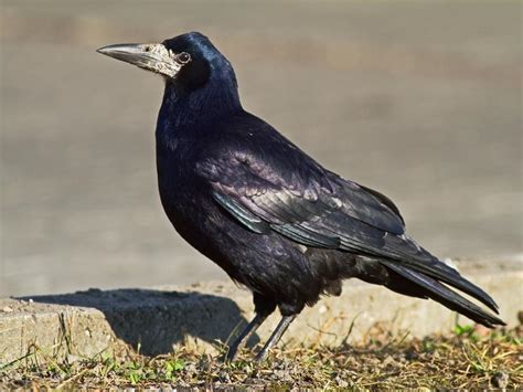 Rook - Corvus frugilegus - Linnaeus, 1758