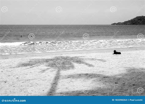 Shadow of a Palm Tree on Palolem Beach Stock Photo - Image of beach ...