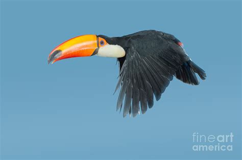 Toco Toucan In Flight Photograph by Anthony Mercieca