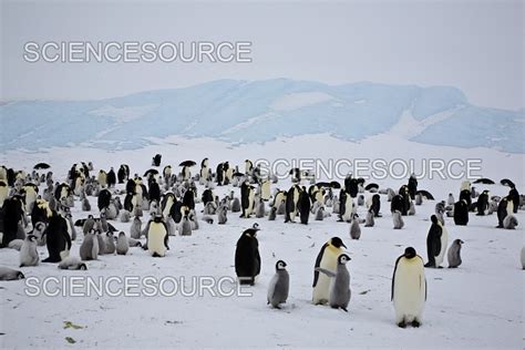 Photograph | Emperor Penguin colony, Antarctica | Science Source Images