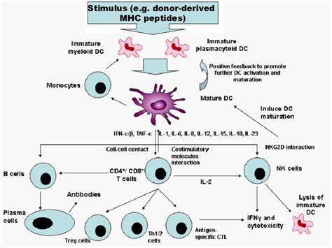 The Evolution of HLA-Matching in Kidney Transplantation | IntechOpen