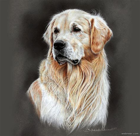 88+ Realistic Golden Retriever Pencil Drawing - l2sanpiero