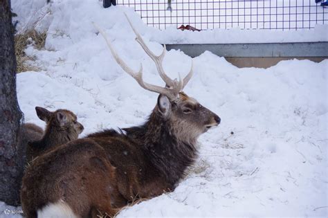 Asahiyama Zoo Winter Tour - Klook