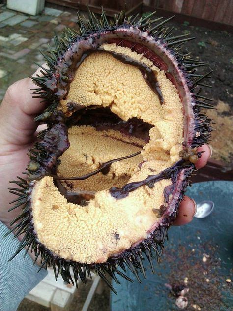 Kina Sea Urchin-NZ shorelines "YUMMY" | Samoan food, New zealand food, Island food