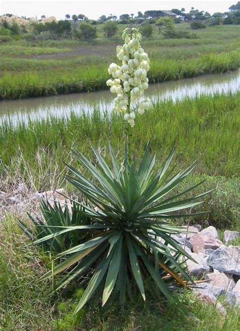 Yucca | State Symbols USA